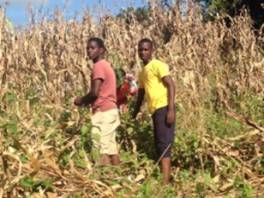 George and Gift collecting the cobs